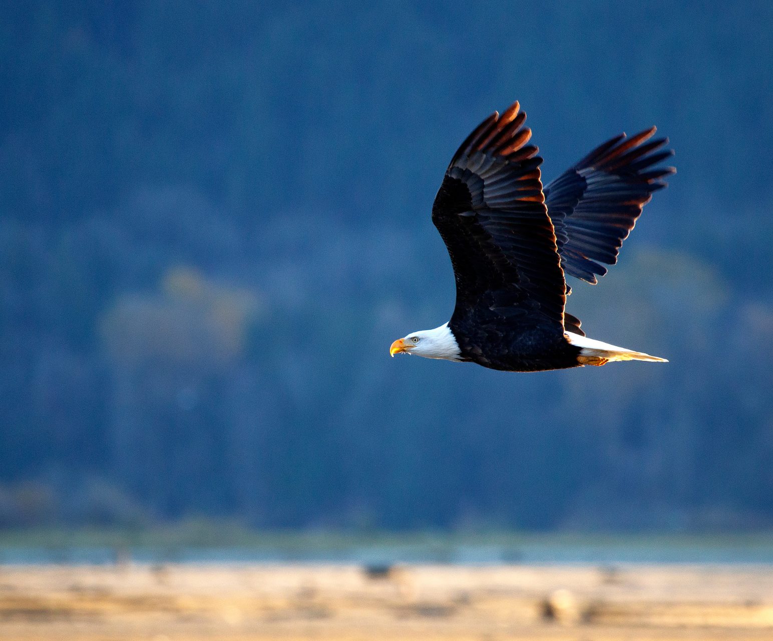 A bald eagle in flight over the water at golden hour near Harrison