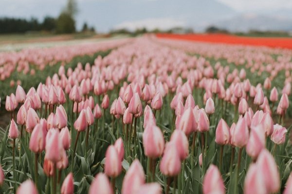 Rows of pink tulips in bloom on a farm below the mountains near Agassiz